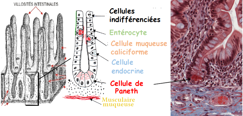 Glandes de Lieberkhün