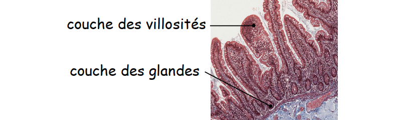 Muqueuse intestinale