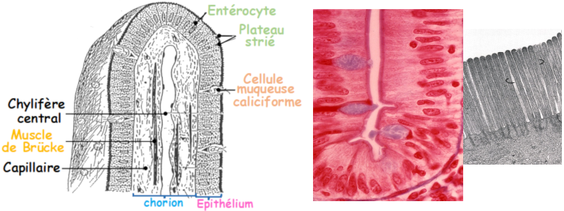 Villosités de la muqueuse intestinale