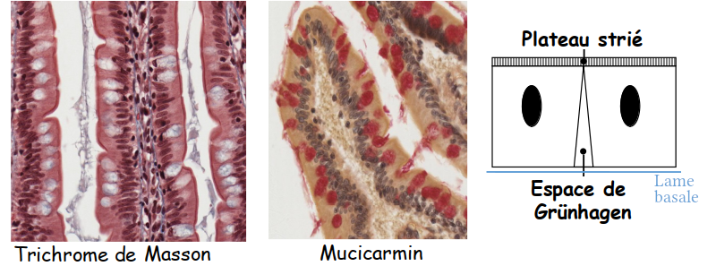 Villosités de la muqueuse intestinale