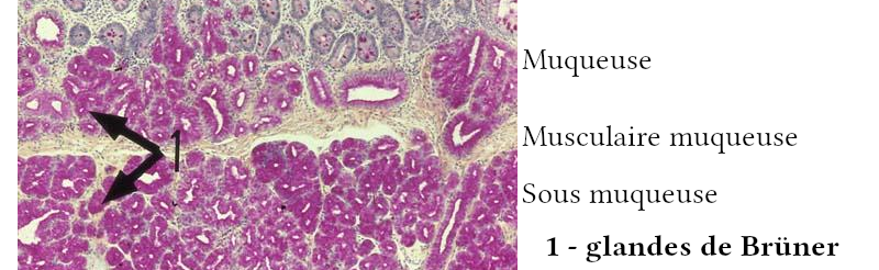 Glandes de Brüner dans la sous muqueuse du duodénum