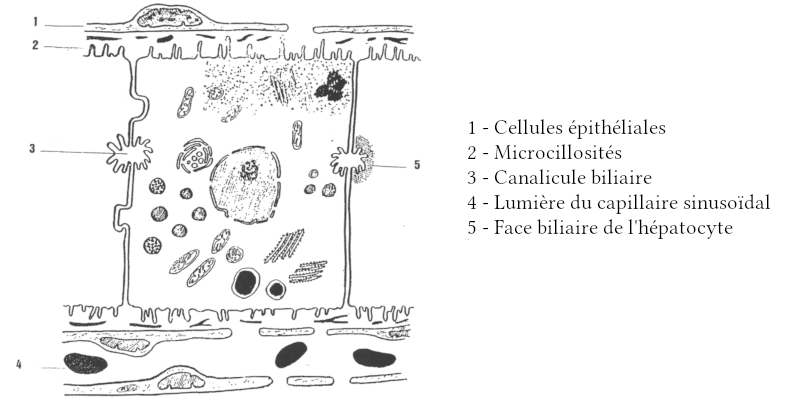 Schéma d’un hépatocyte