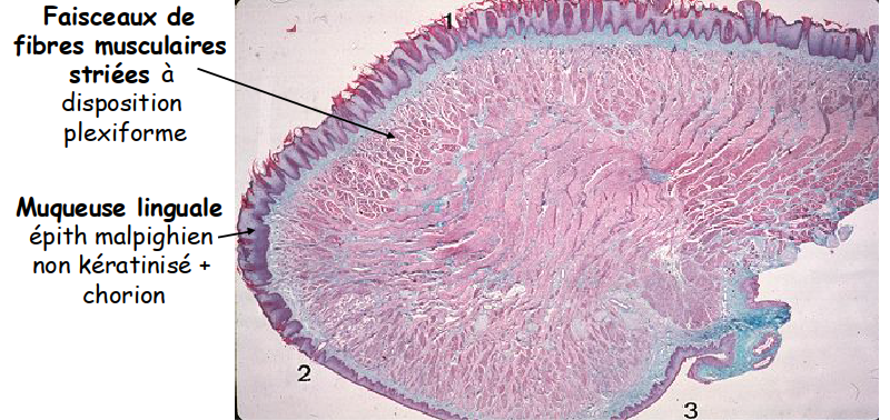 Image d’une coupe de langue