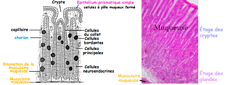 Images de la muqueuse fundique