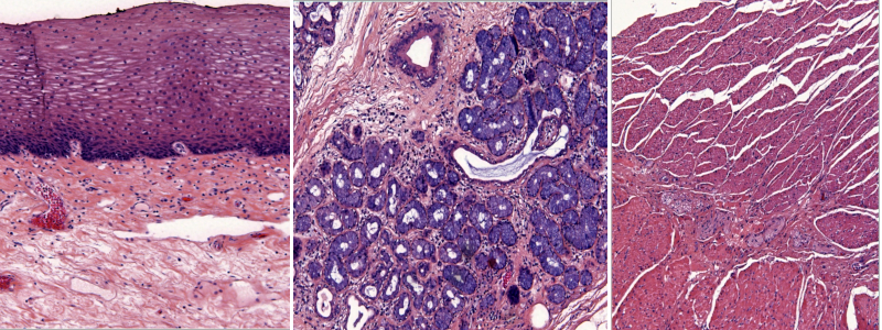 Images des tissus œsophagiens