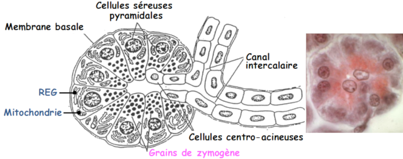 Acinus séreux