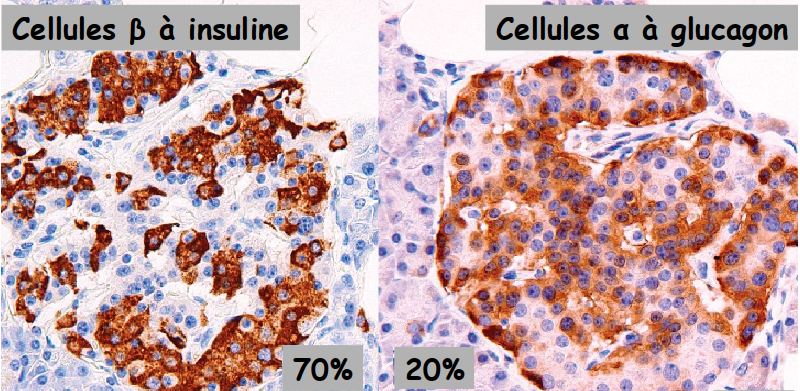 Cellules neuroendocrines du pancréas