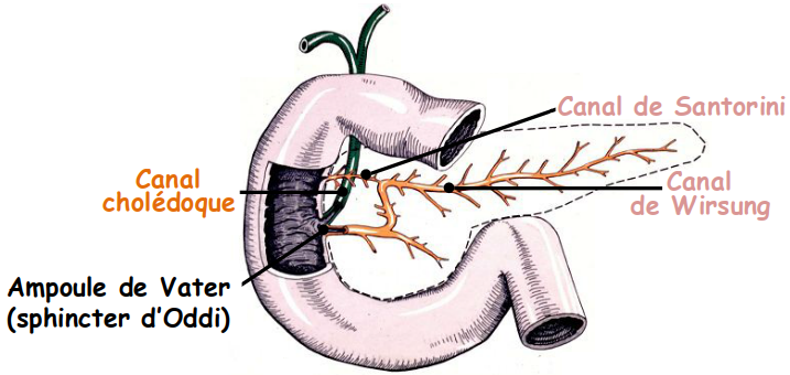 Canaux collecteurs du pancréas