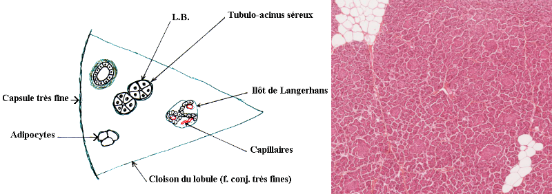 Histologie du pancréas