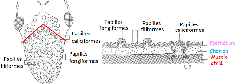 Les papilles linguales