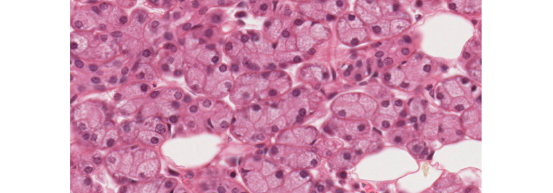 Histologie de la glande parotide