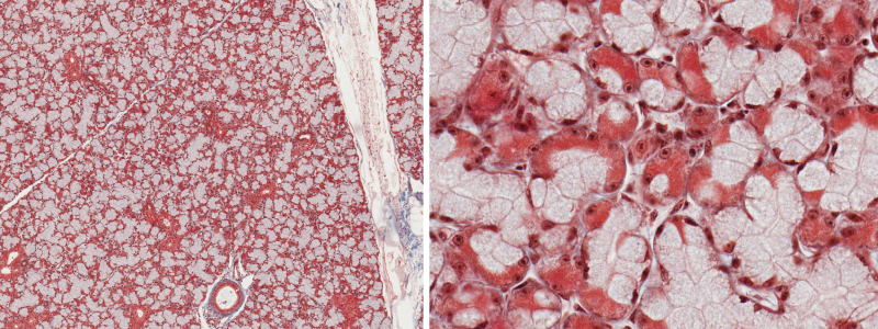 Histologie de la glande sublinguale