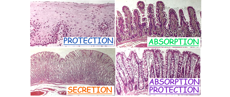 Types de muqueuses dans le tube digestif