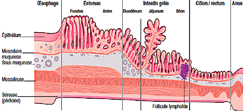 Récapitulatif des l’histologie du tube digestif