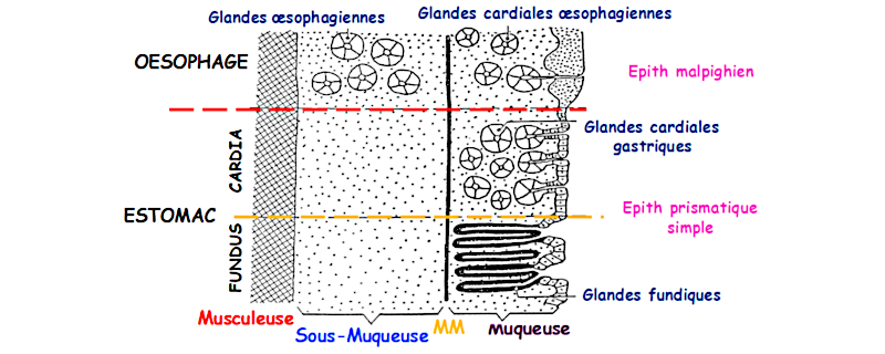 Schéma de la transition tissu œsophagien tissu gastrique