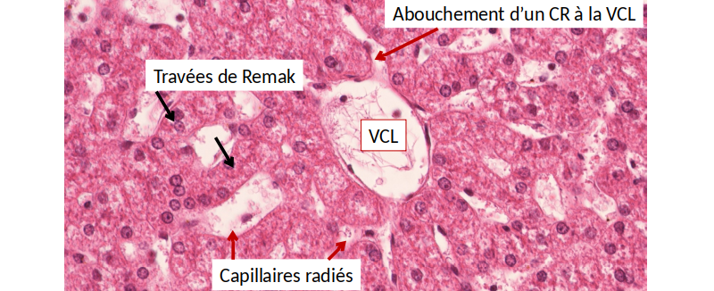 La veine centro-lobulaire