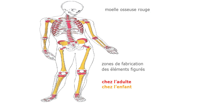 Anatomie de l’hématopoïèse