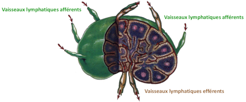 Dessin d’un ganglion lymphatique