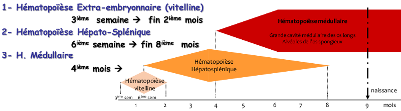 Localisation de l’hématopoïèse selon l’âge