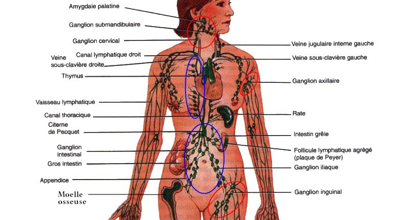 Le système lymphatique