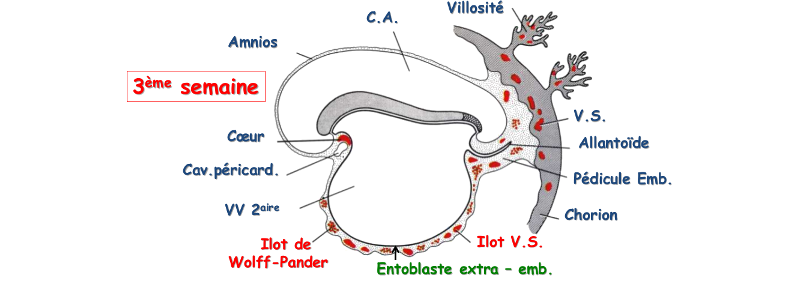 Formation extra-embryonnaire des vaisseaux et cellules sanguines