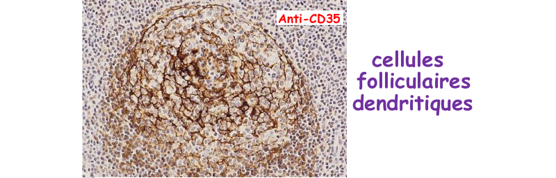 Cellules folliculaires dendritiques