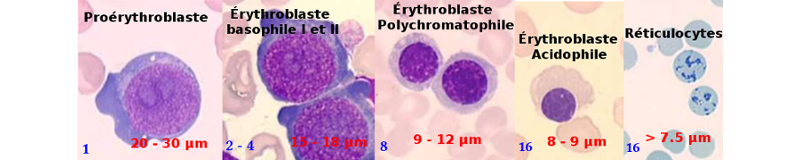 Images lignée érythroblastique