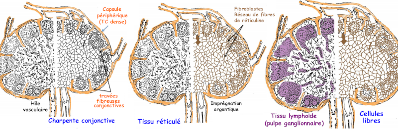 Constitution des ganglions lymphatiques