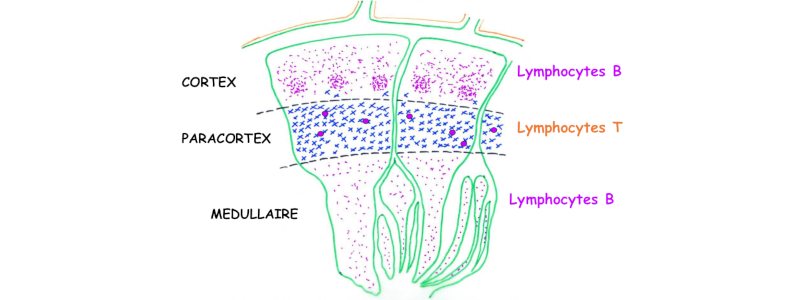 Structure fonctionnelle des ganglions lymphatiques