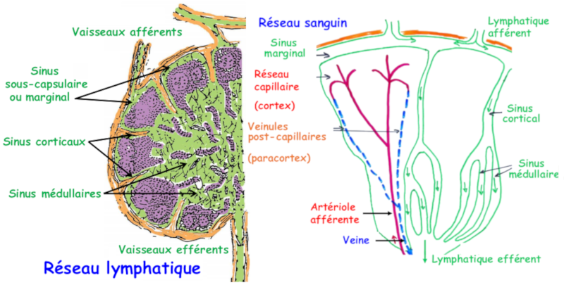 Vascularisation des ganglions lymphatiques