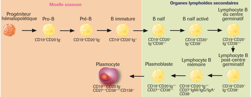 Synthèse de la différenciation des lymphocytes B