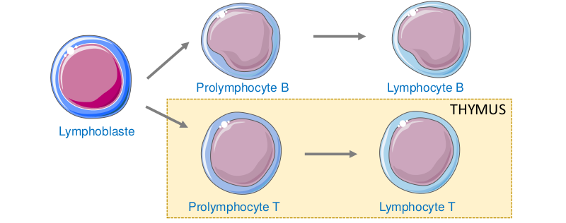 Lignée lymphocytaire