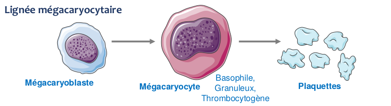 Schéma lignée mégacaryocytaire