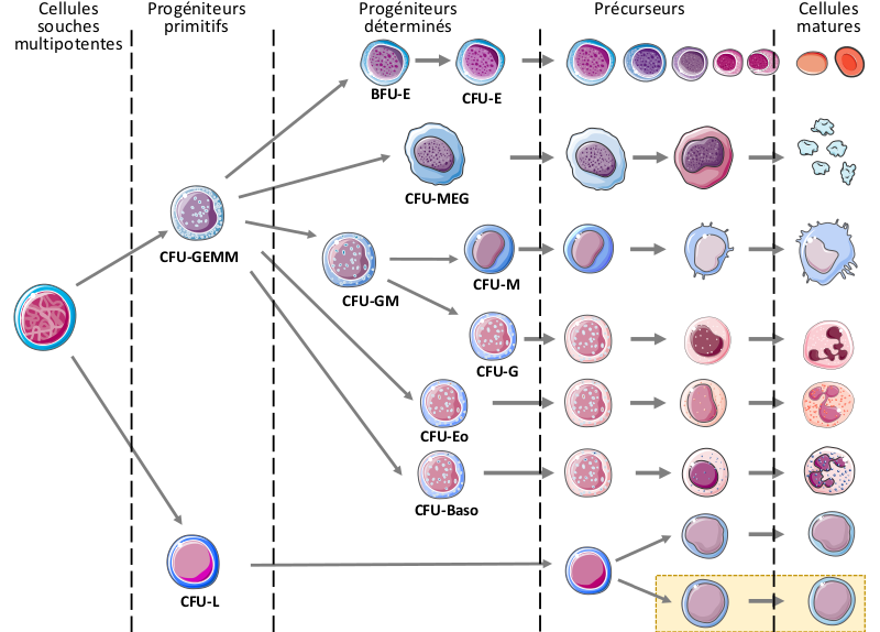 Synthèse de l’hématopoïèse