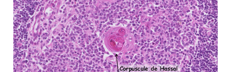 Image histologique de la médulaire du lobule