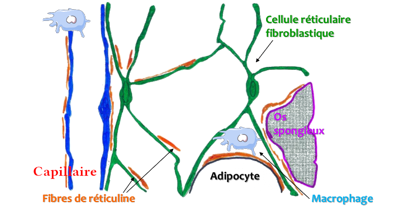 Cellules du stroma