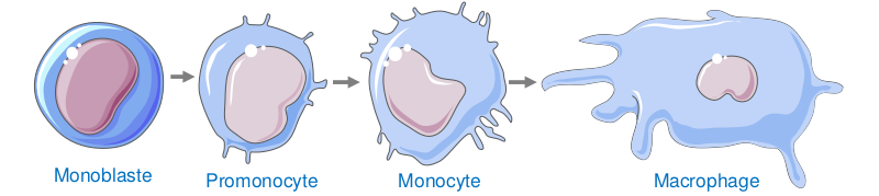 Schéma lignée monocytaire