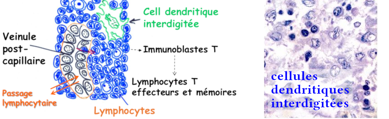 Constitution du paracortex