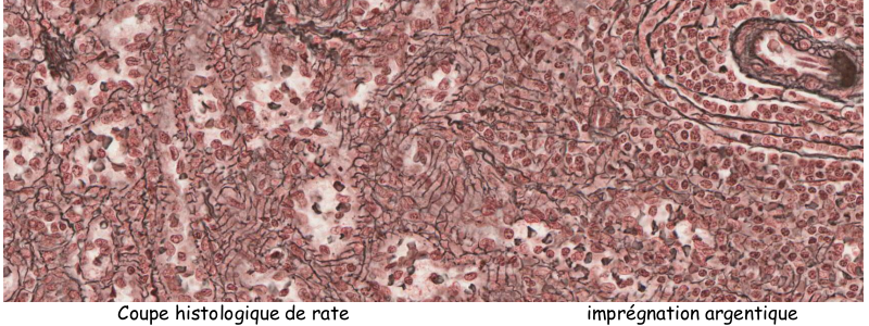 Coupe histologique de rate en imprégnation argentique