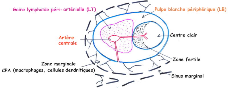 Histologie de la puple blanche