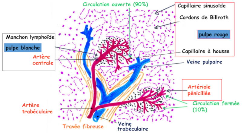 Vascularisation de la rate