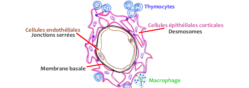 Barrière sang thymus du cortex