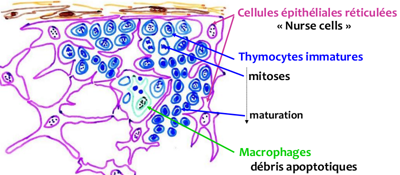 Cortex du lobule