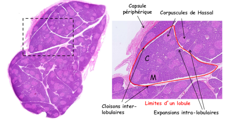 Image histologique du thymus