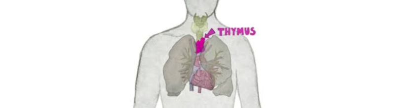 Le thymus