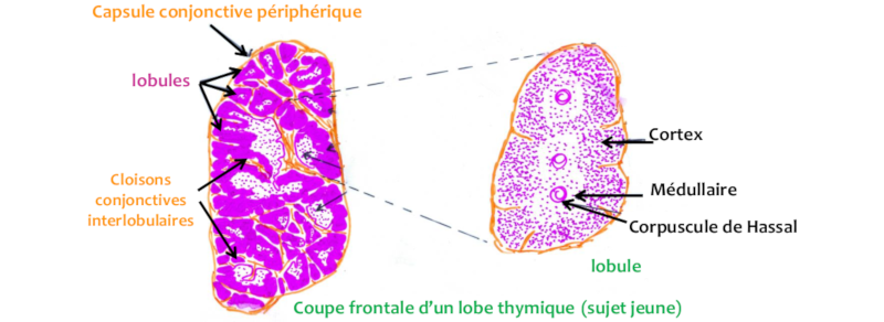 Coupe frontale du thymus