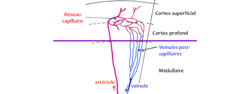 Schéma de la vascularisation du thymus