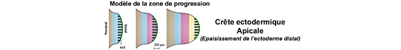 Crète ectodermique apicale