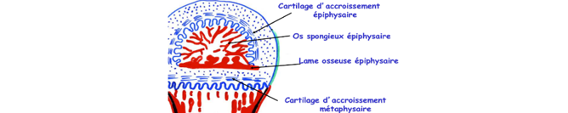 Croissance épiphysaire