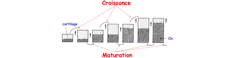 Croissance en longueur